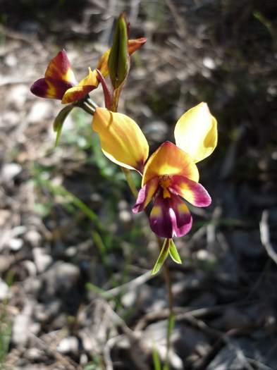 Diuris - orchid donkey Don-Shepherd-Nature-Walk-Baldivis-d027.JPG